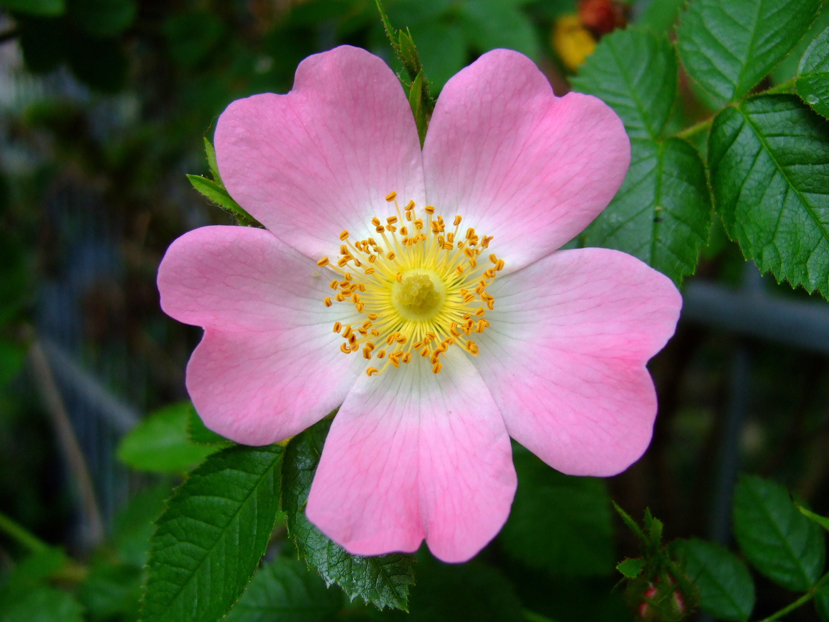 Dog rose